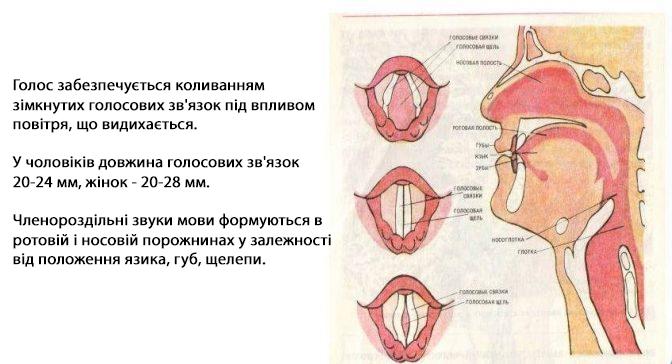 голосообразование