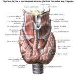 анатомія гортані 